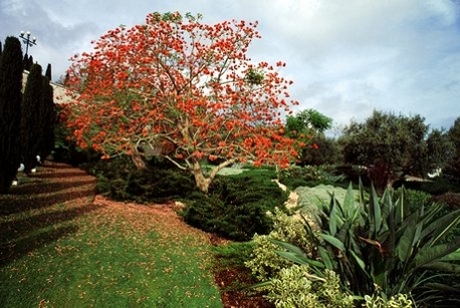Flame tree on the Terraces of the Shrine of the Báb